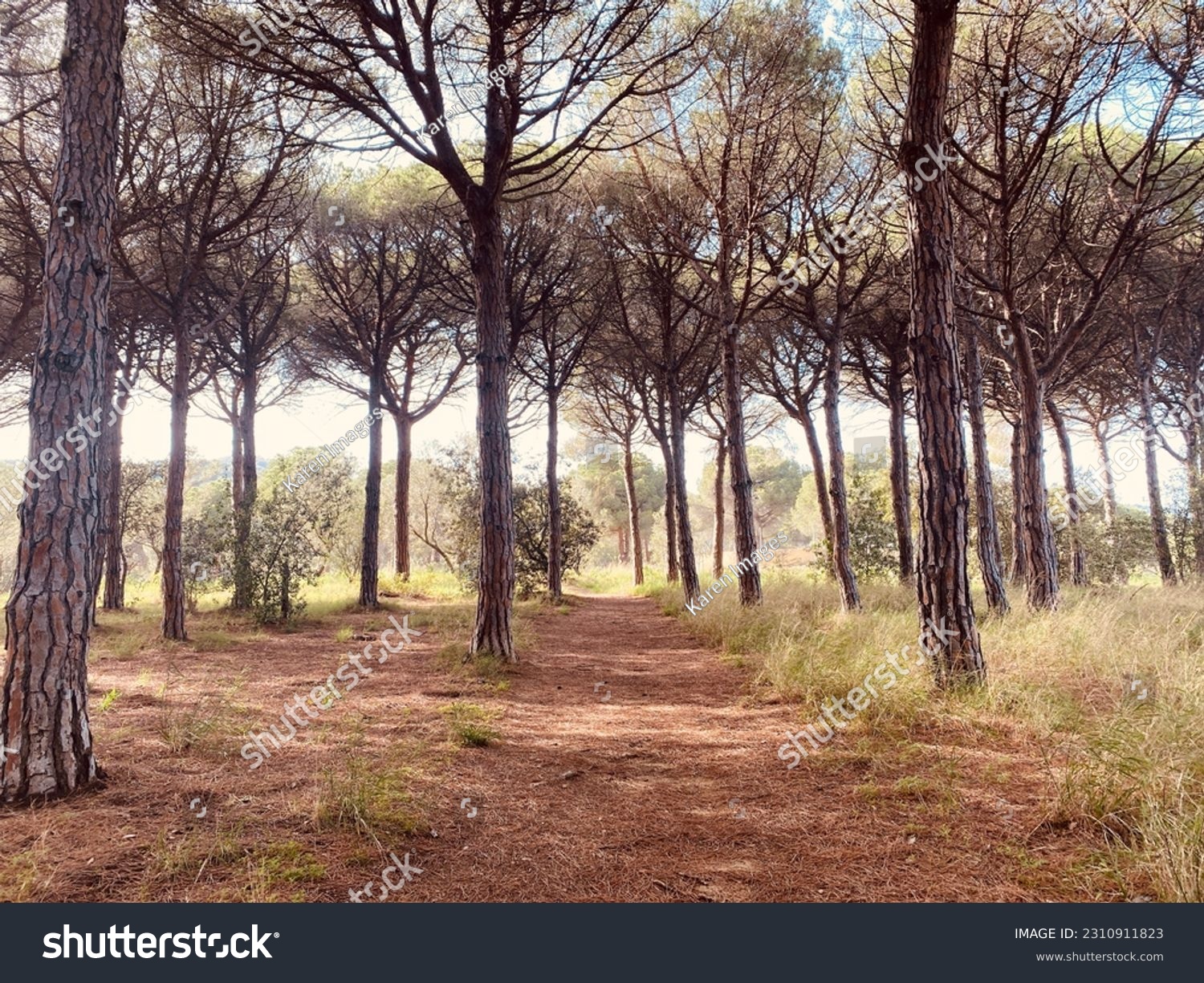 Pine forest. Mediterranean pine forest in Catalonia, Spain.
 #2310911823