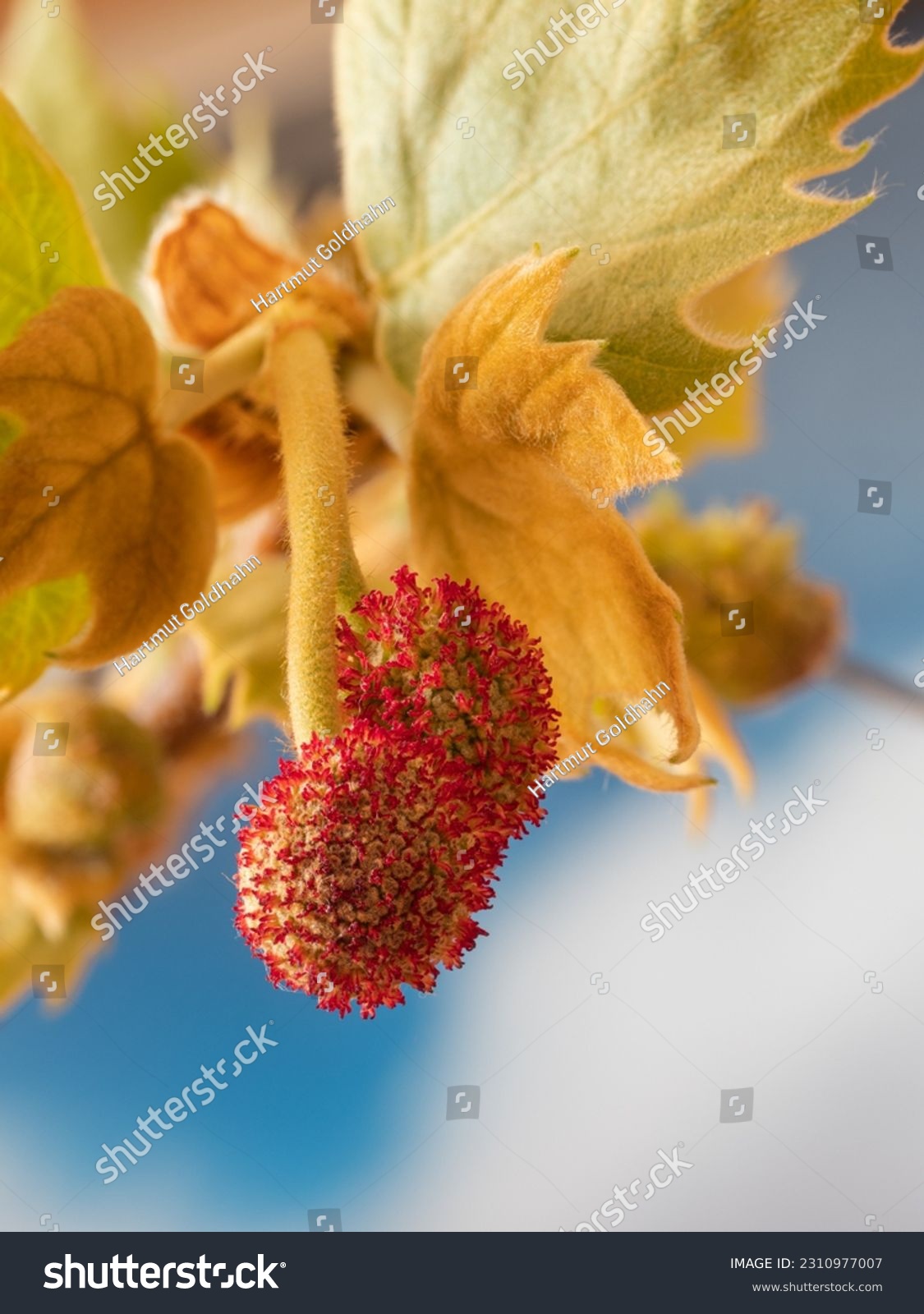 Red flowering inflorescences hang from a small branch of the European plane (Platanus × hispanica). #2310977007