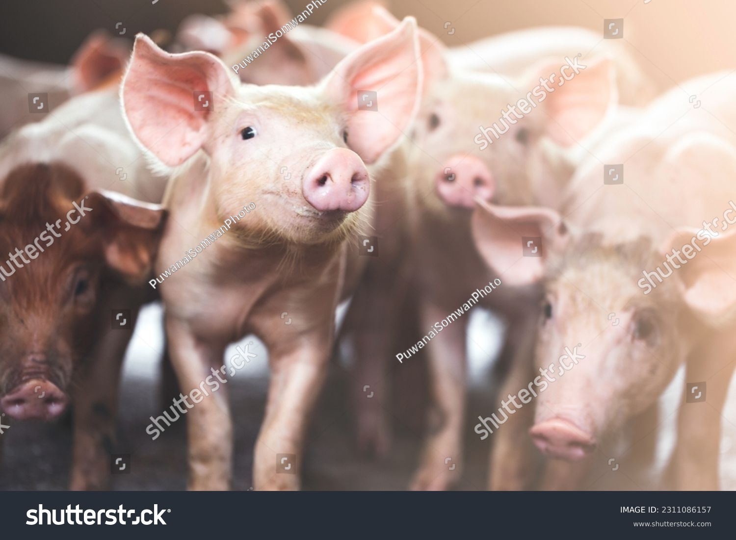 pig farming industry fattening pigs for consumption of meat , Pork is the food of the world's population. #2311086157