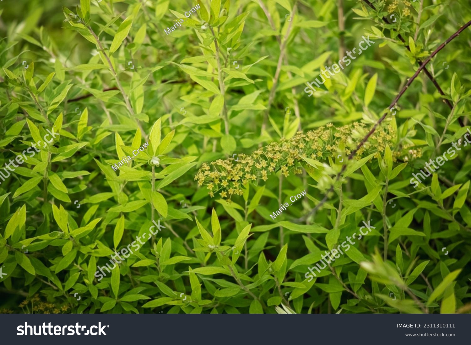 Lemon verbena hedge leaves with closed spring buds in sunlight green full screen background #2311310111