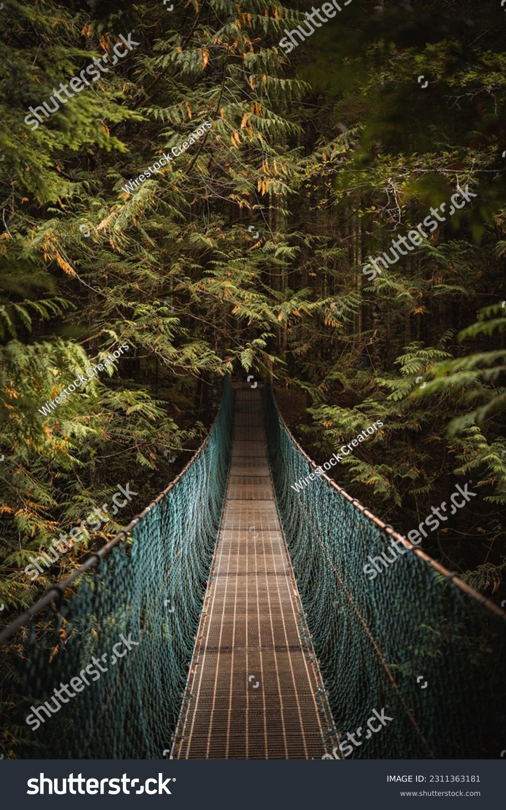 A moody suspension bridge traverses through a lush green forest, British Columbia, Vancouver Island #2311363181