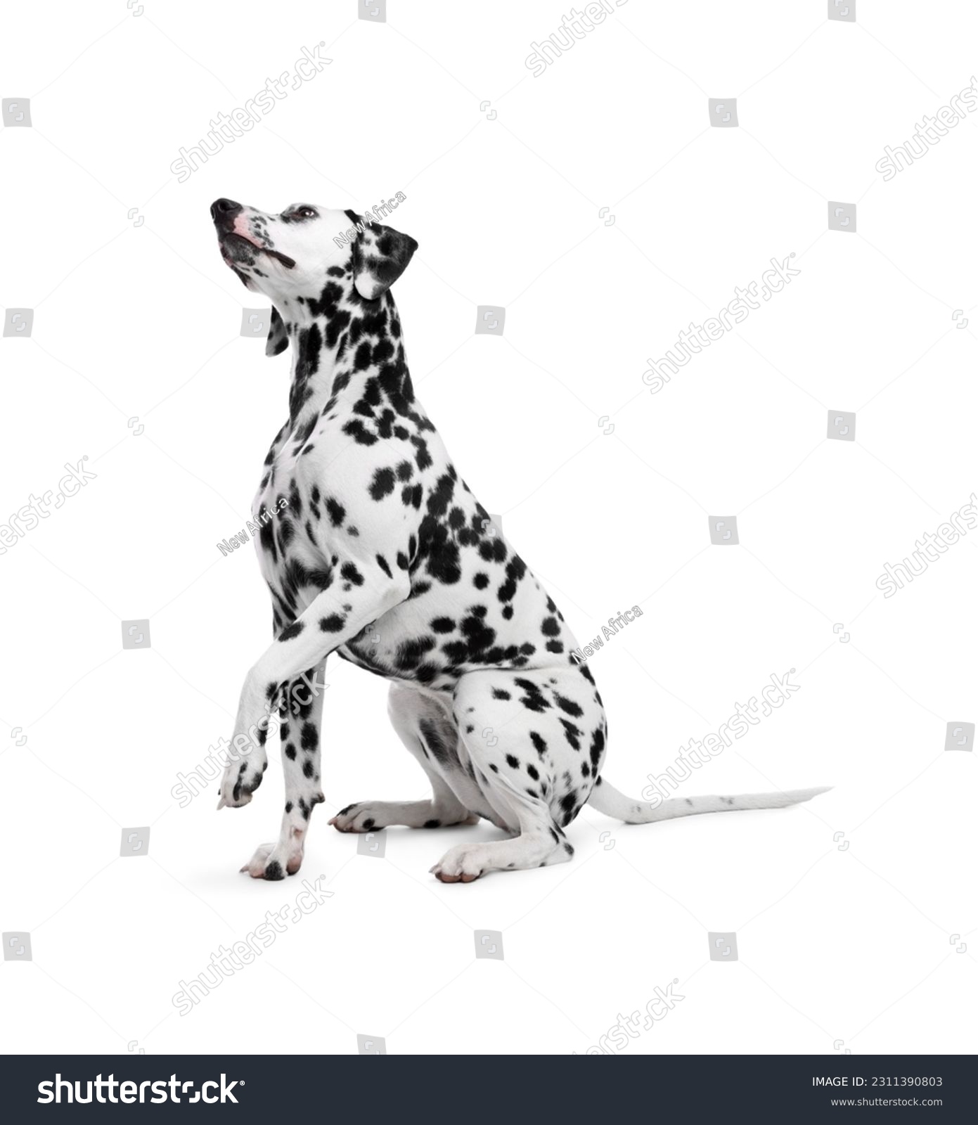 Adorable Dalmatian dog on white background. Lovely pet #2311390803