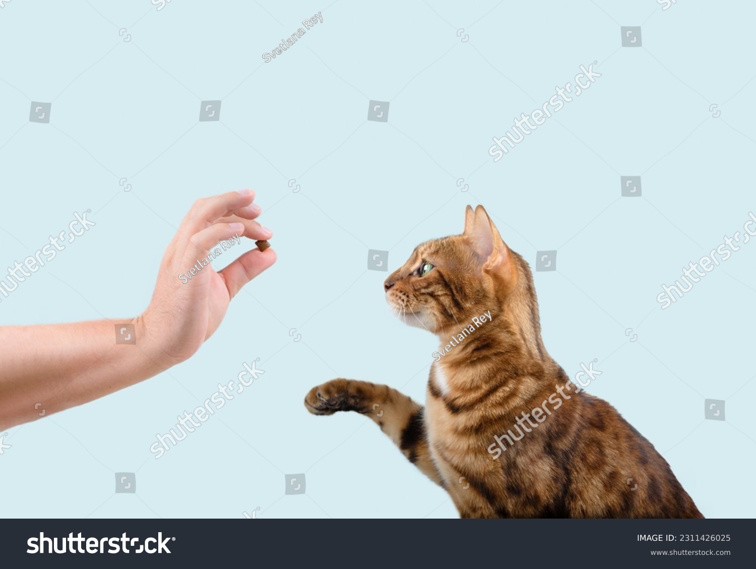 Domestic cat teaching treat commands on a blue background. Copy space. #2311426025