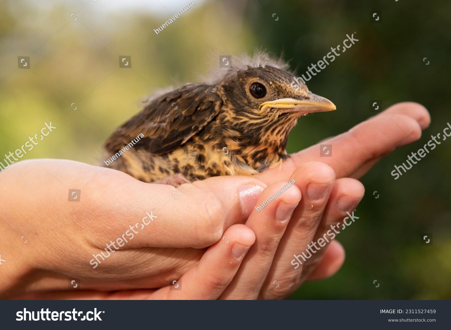 Human hands taking care of a baby bird that fell from its nest. Thrush bird. #2311527459
