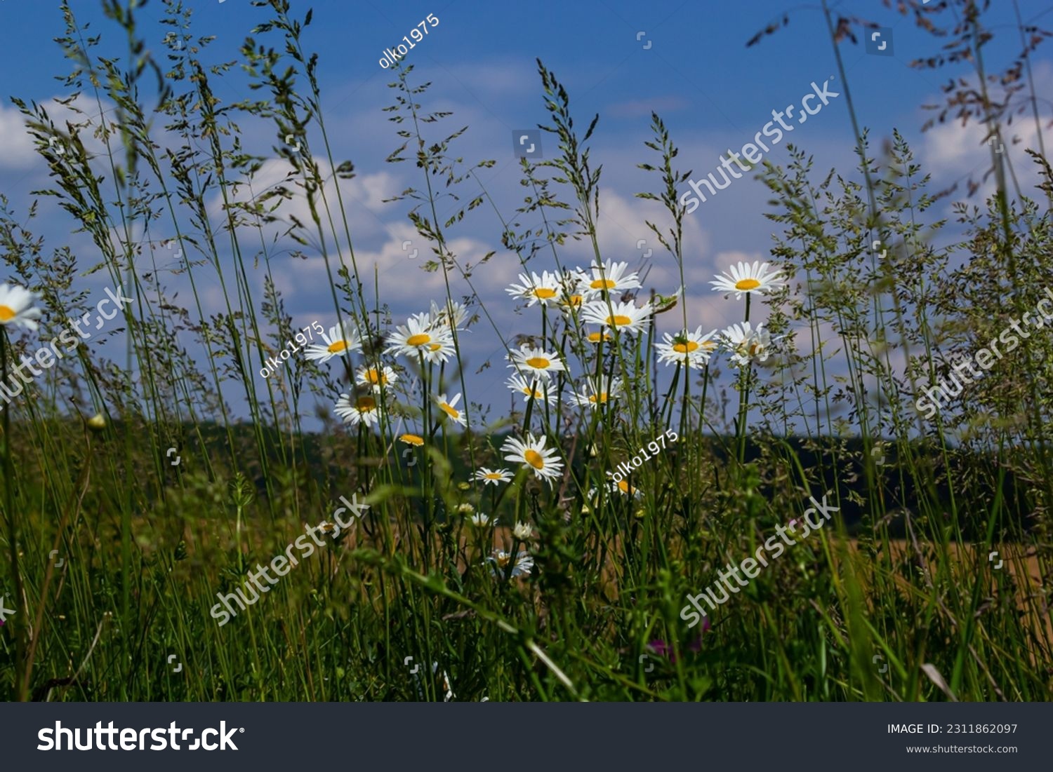Wild daisy flowers growing on meadow, white chamomiles. Oxeye daisy, Leucanthemum vulgare, Daisies, Dox-eye, Common daisy, Dog daisy, Gardening concept. #2311862097