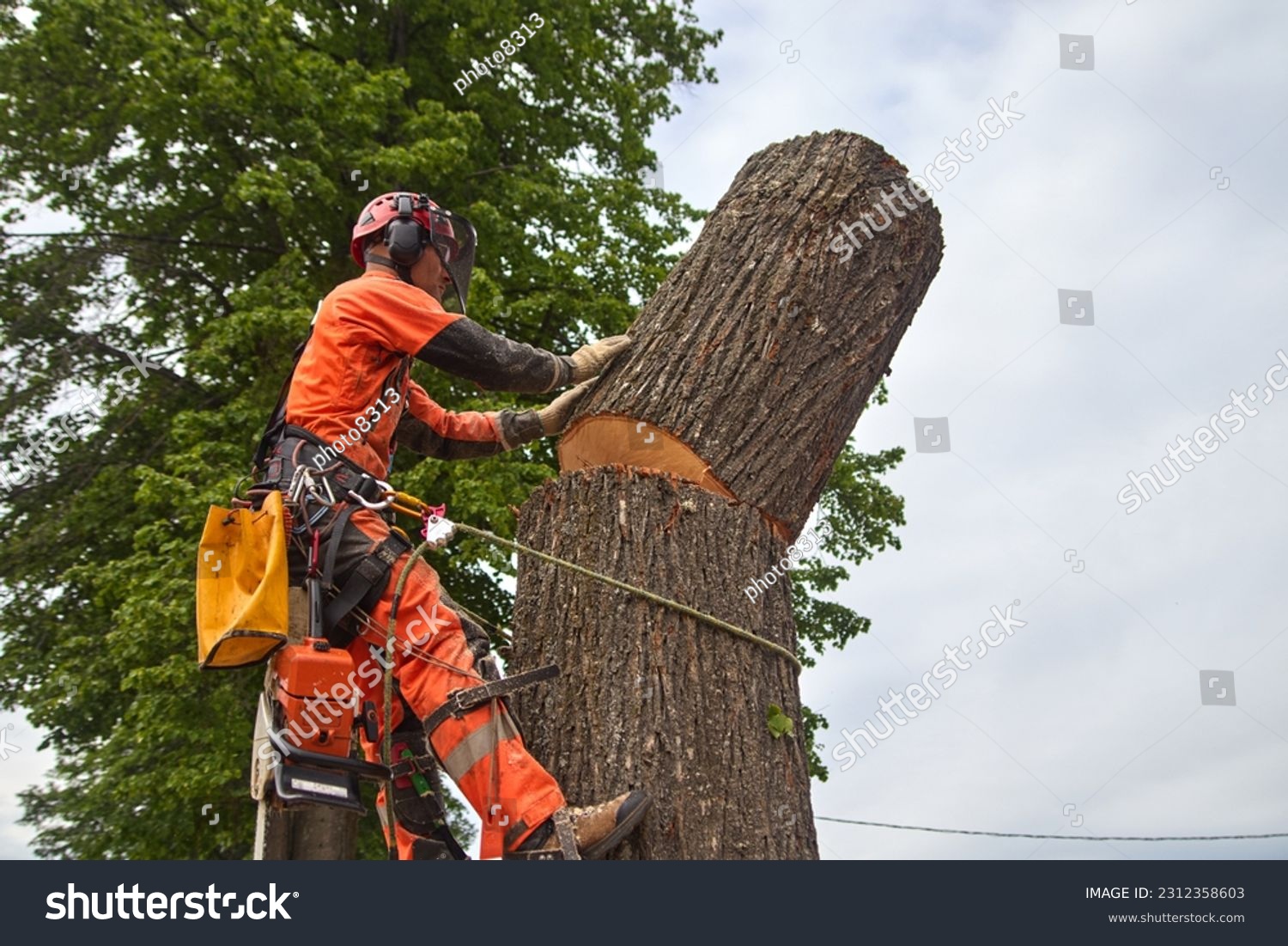 A tree surgeon removes an emergency tree. Rope access #2312358603