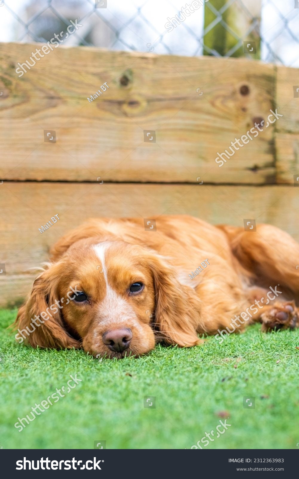 Ginger Cocker Spaniel - Laying down on Astro Turf #2312363983