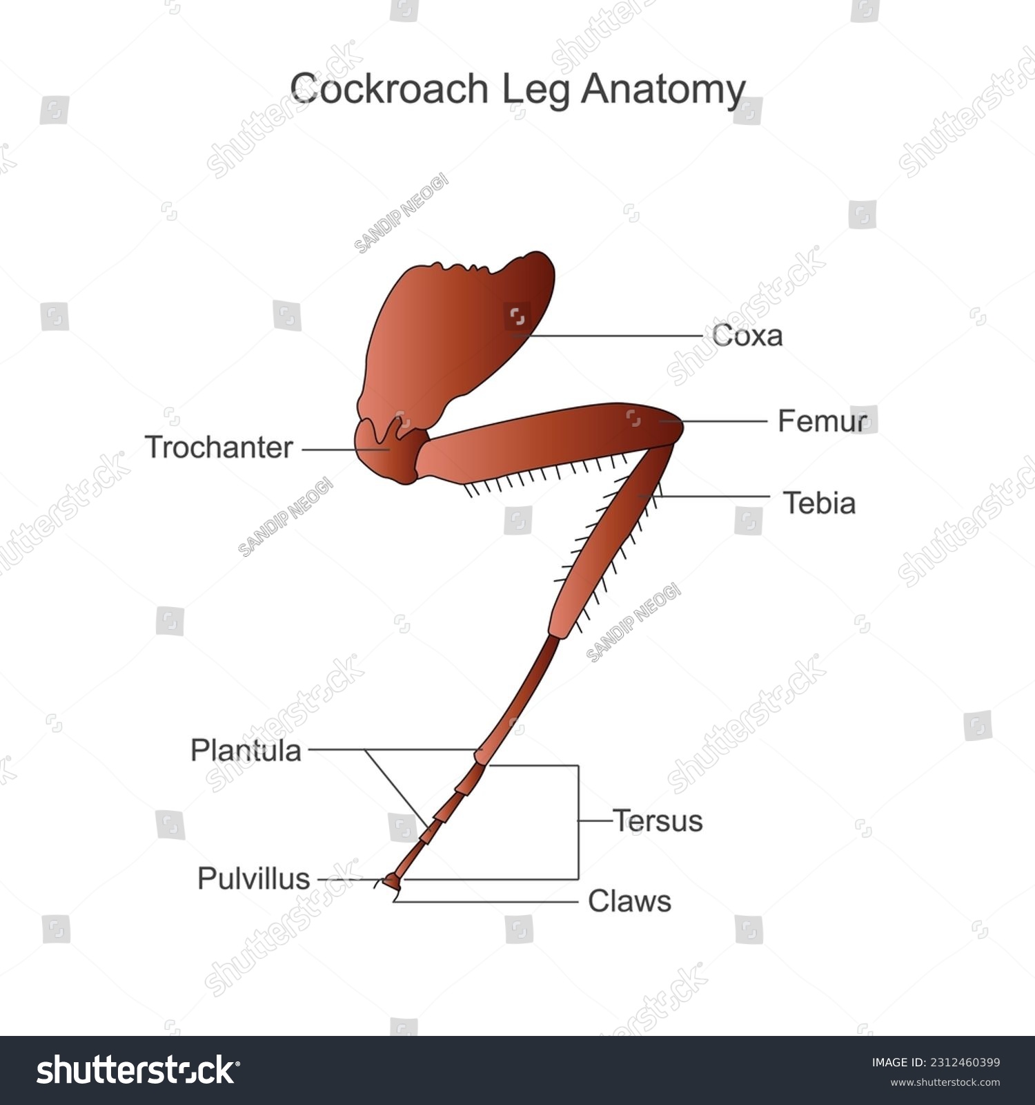 Cockroach anatomy, leg parts. Biological - Royalty Free Stock Vector ...