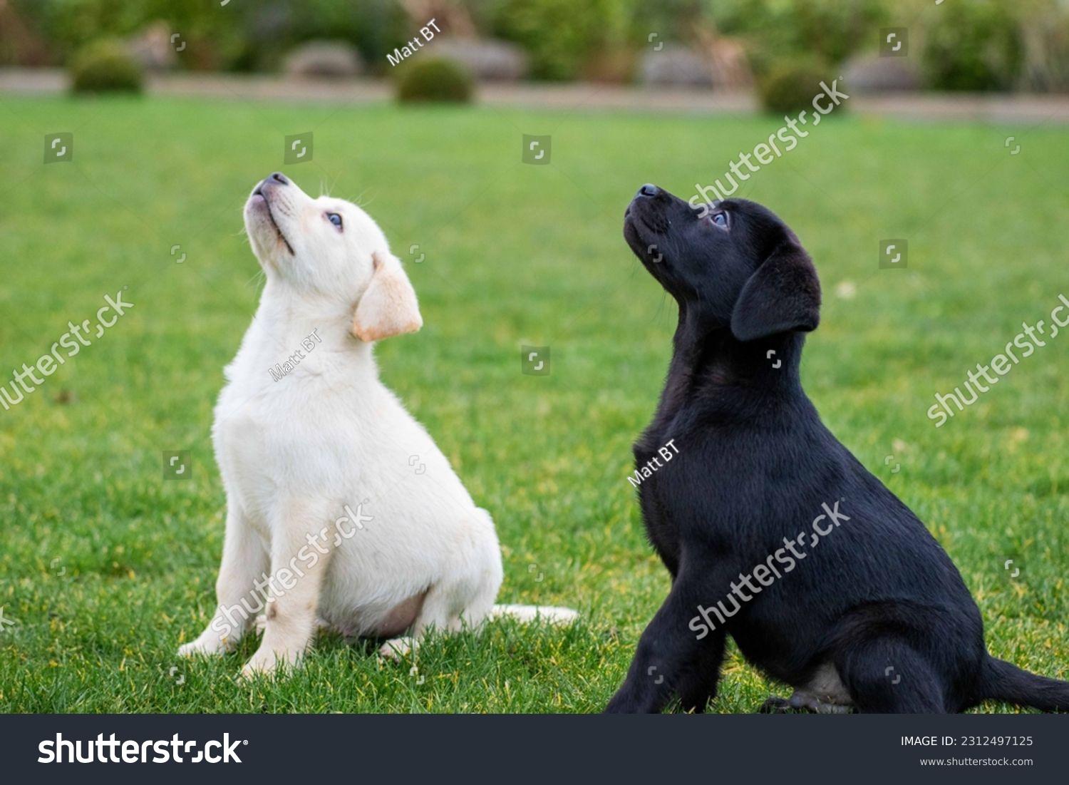 Black Labrador puppy in a sit  #2312497125