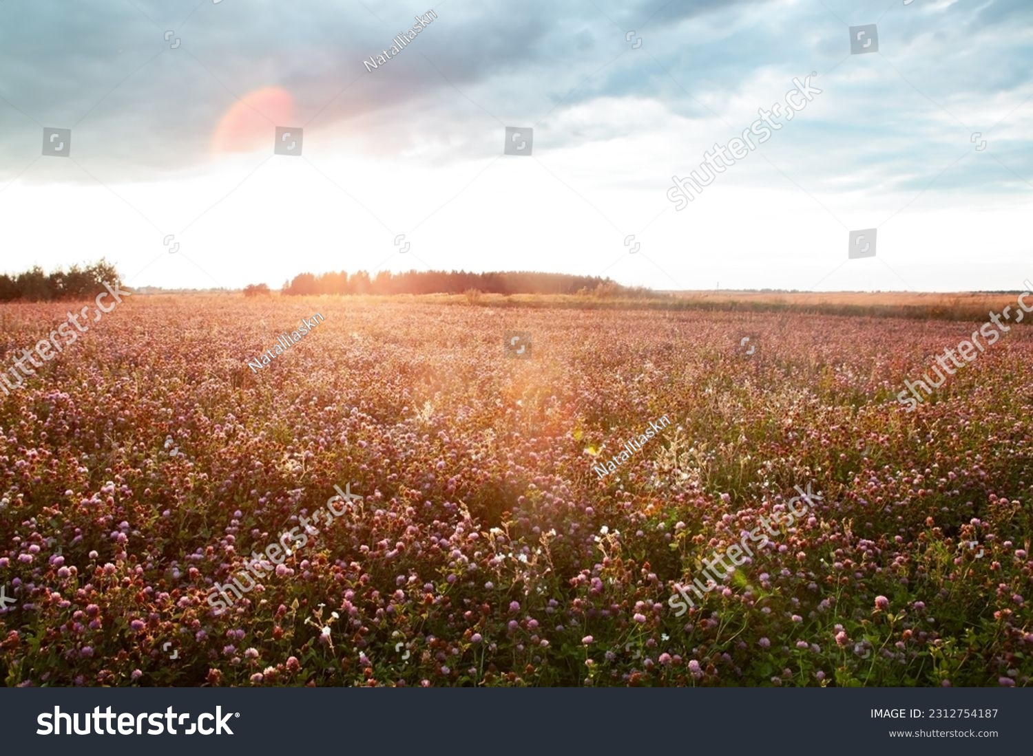 Summer landscape with a field of blooming pink clover, in the natural soft sunset sunlight. Field of red clover Trifolium pratense. Forage crop for livestock grazing. #2312754187