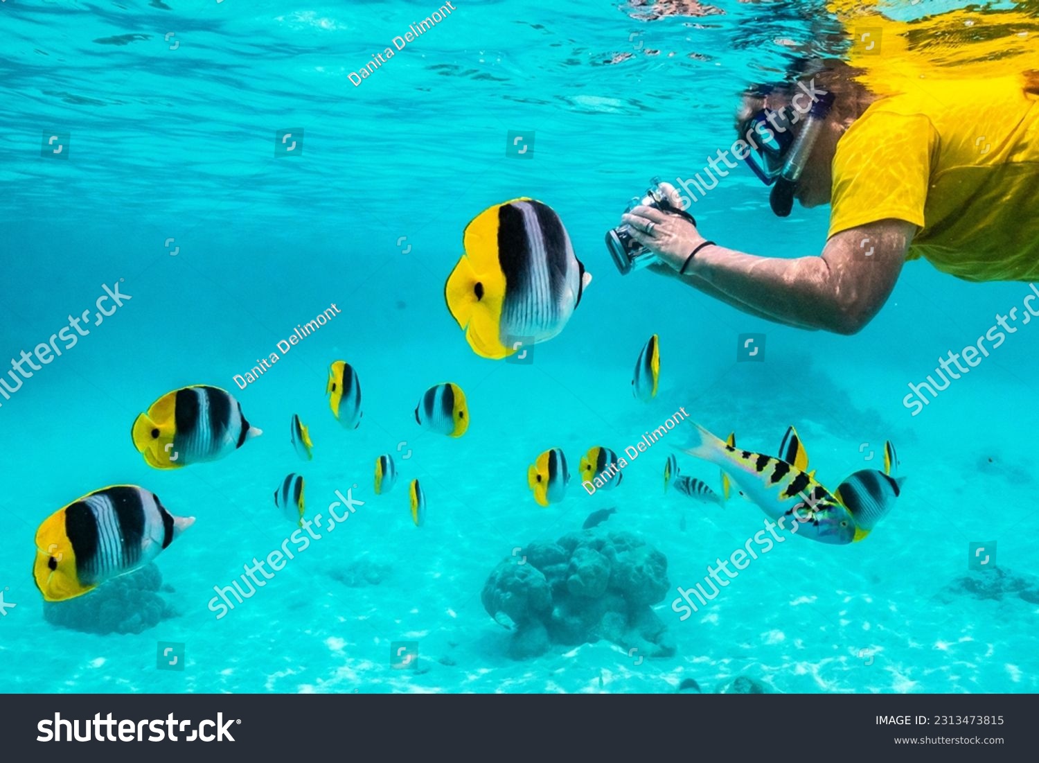 French polynesia, moorea. snorkeler photographs pacific double-saddle butterflyfish. (mr) #2313473815