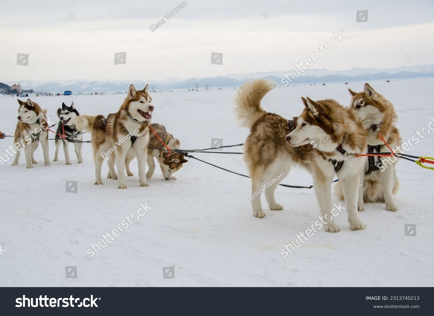 Husky pulled in lake Baikal in winter #2313740213