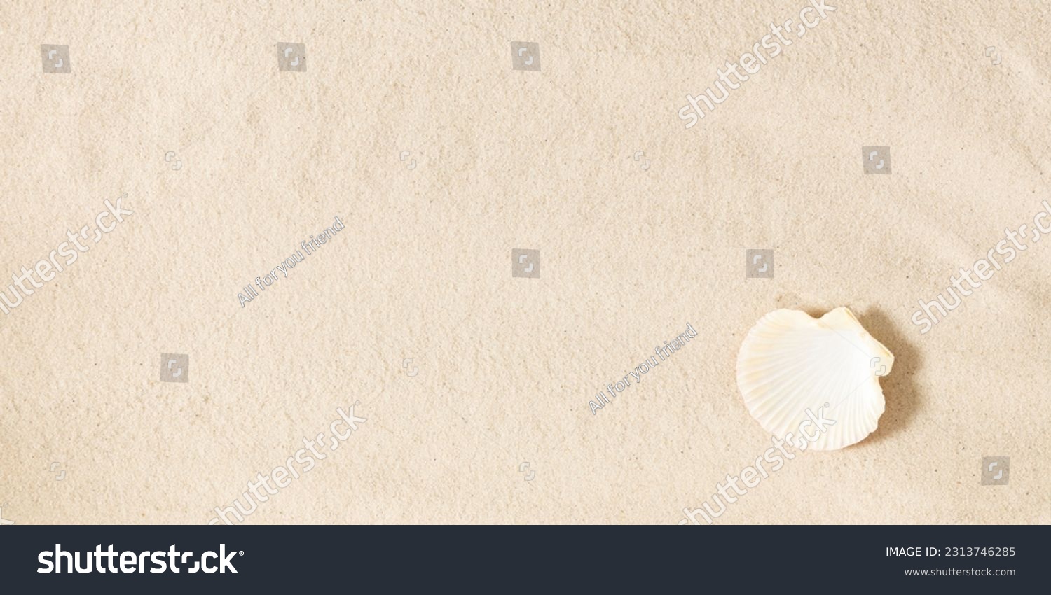 Seashell on clean sand of beach. Close up, beach sand texture. Beach sand texture in summer sun. banner #2313746285