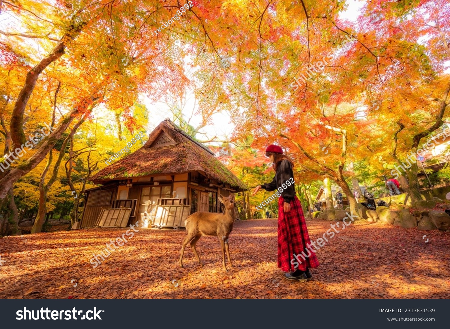 Autumn landscape in Nara national park - Japan. #2313831539