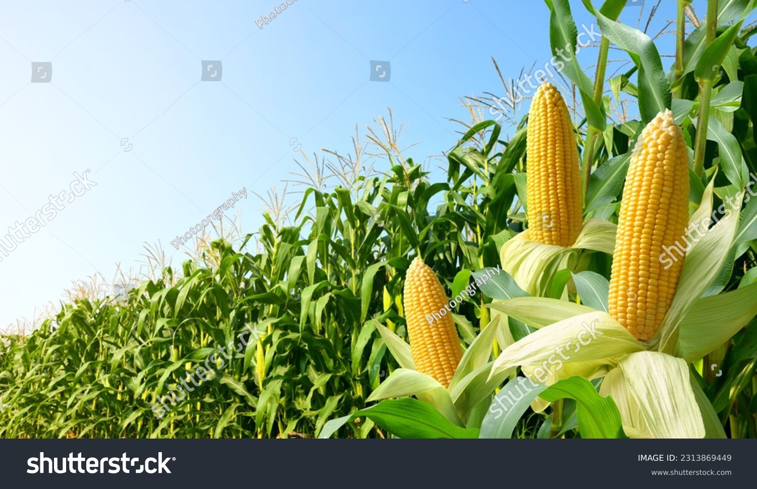 Corn cobs with corn plantation field background. #2313869449