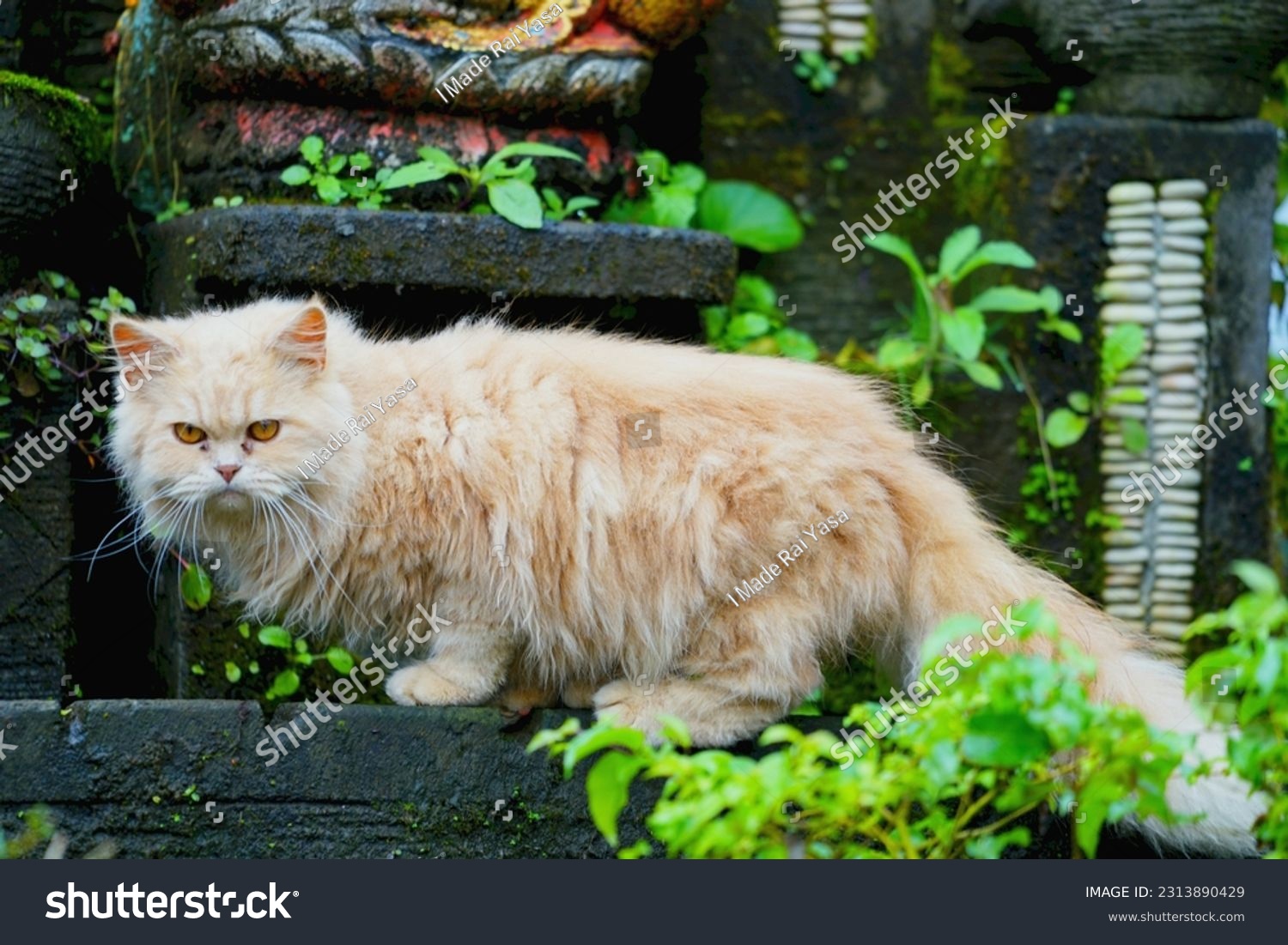 Persian cat (kucing persia). He is a long-haired domestic cat with a round face and short muzzle #2313890429