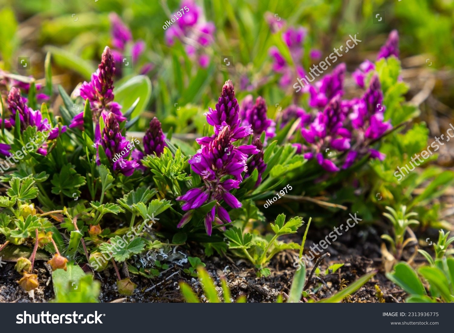 Polygala vulgaris, known as the common milkwort, is a herbaceous perennial plant of the family Polygalaceae. Polygala vulgaris subsp. oxyptera, Polygalaceae. Wild plant shot in summer. #2313936775