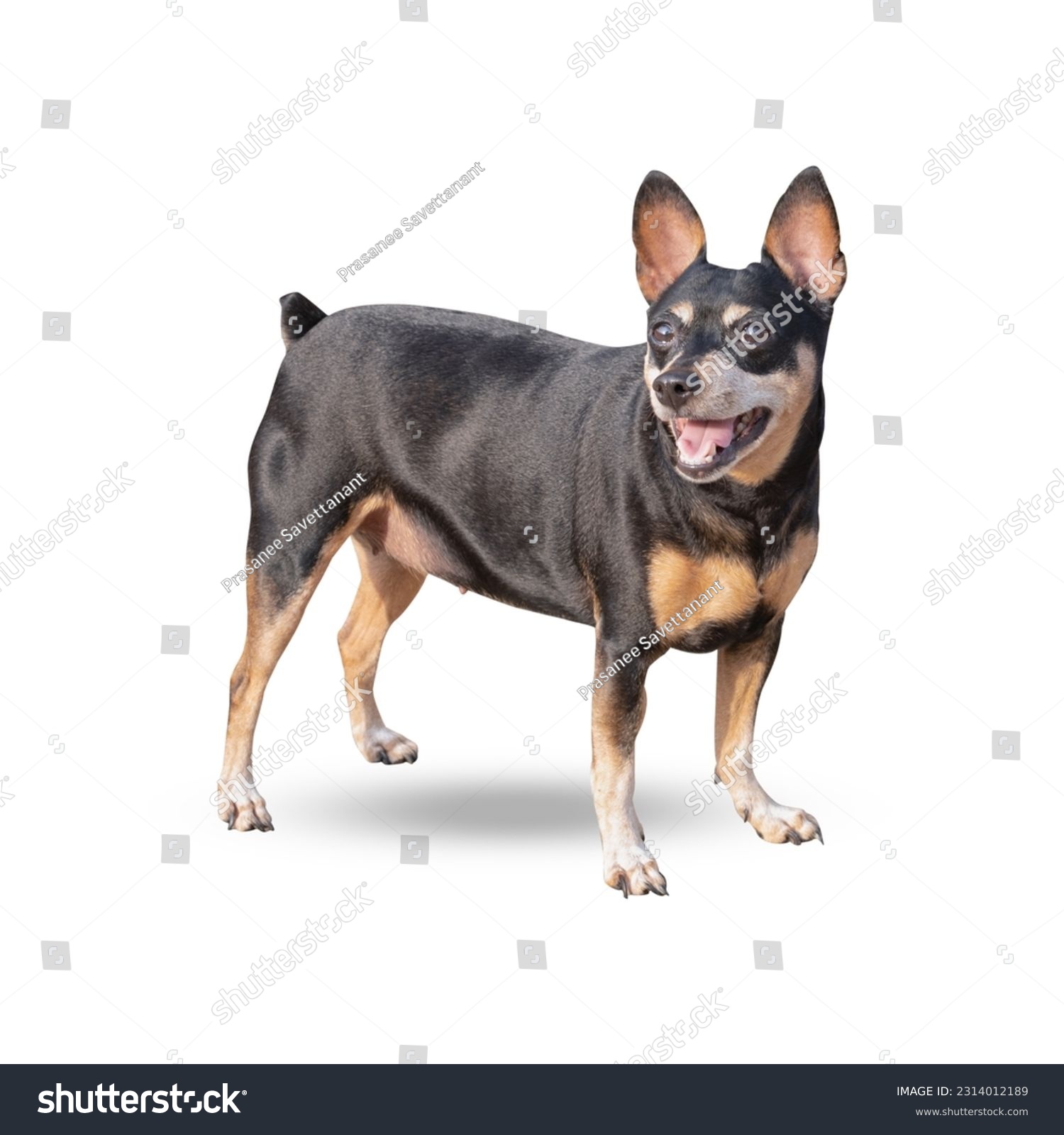 Miniature Pinscher isolated on white background #2314012189