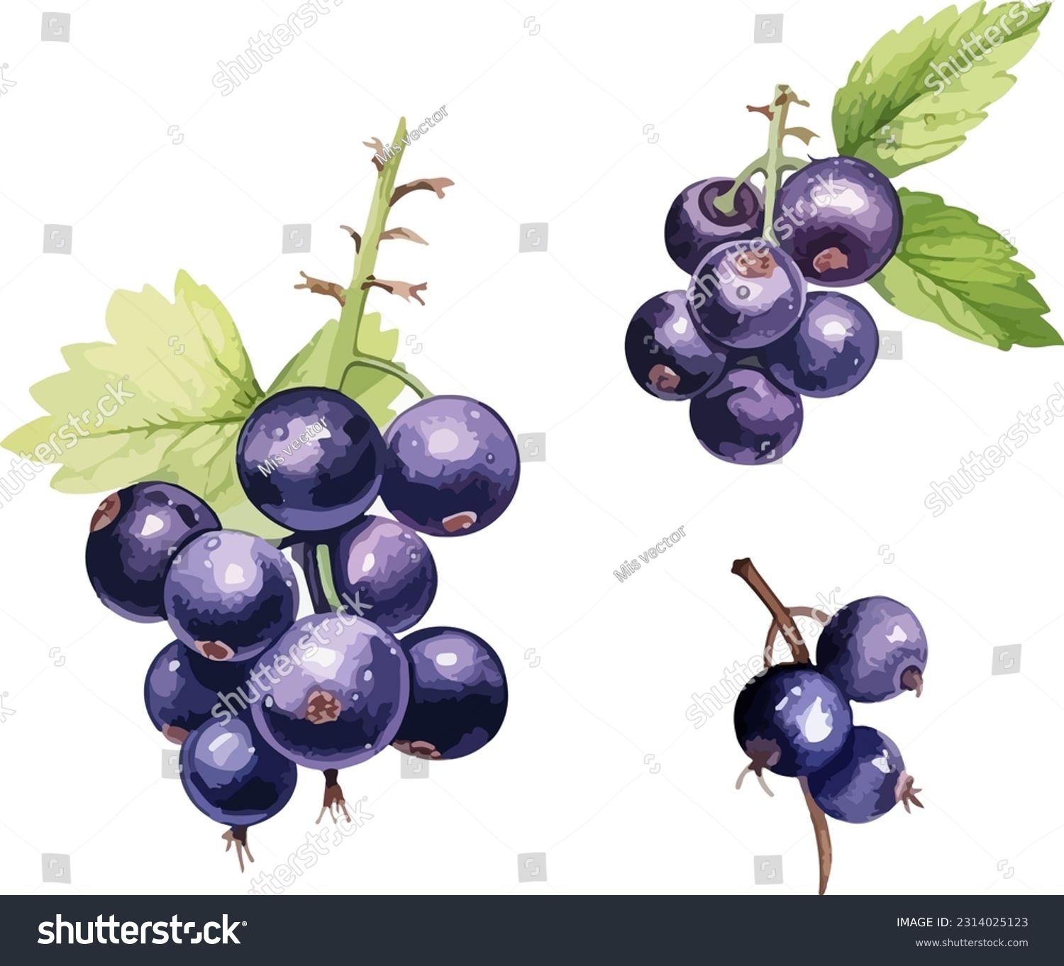Black currant clipart, isolated vector illustration. #2314025123