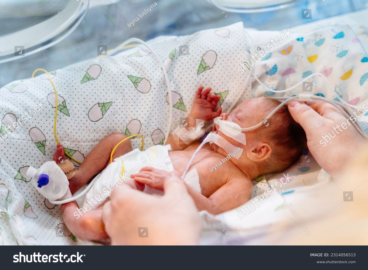 Close up of mother's hands holding new born baby born at 32 weeks gestation in intensive care unit in a medical incubator. #2314056513