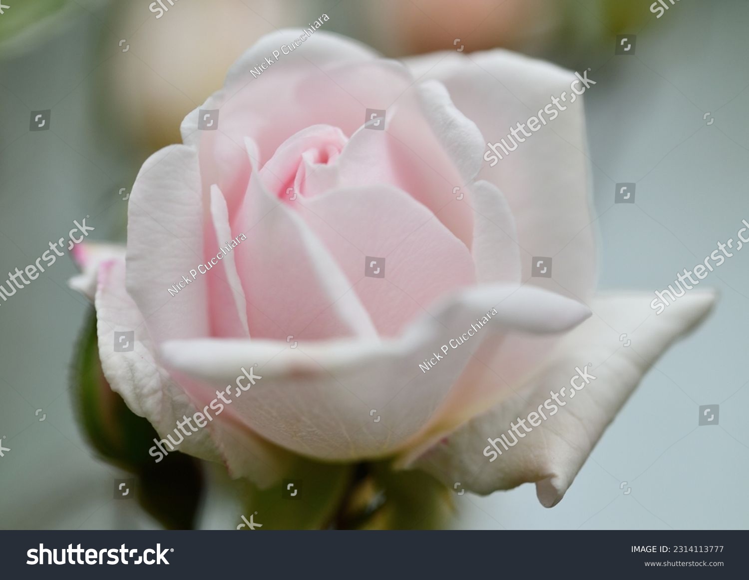 Sweetheart Rose Flower Botanical Bloom #2314113777