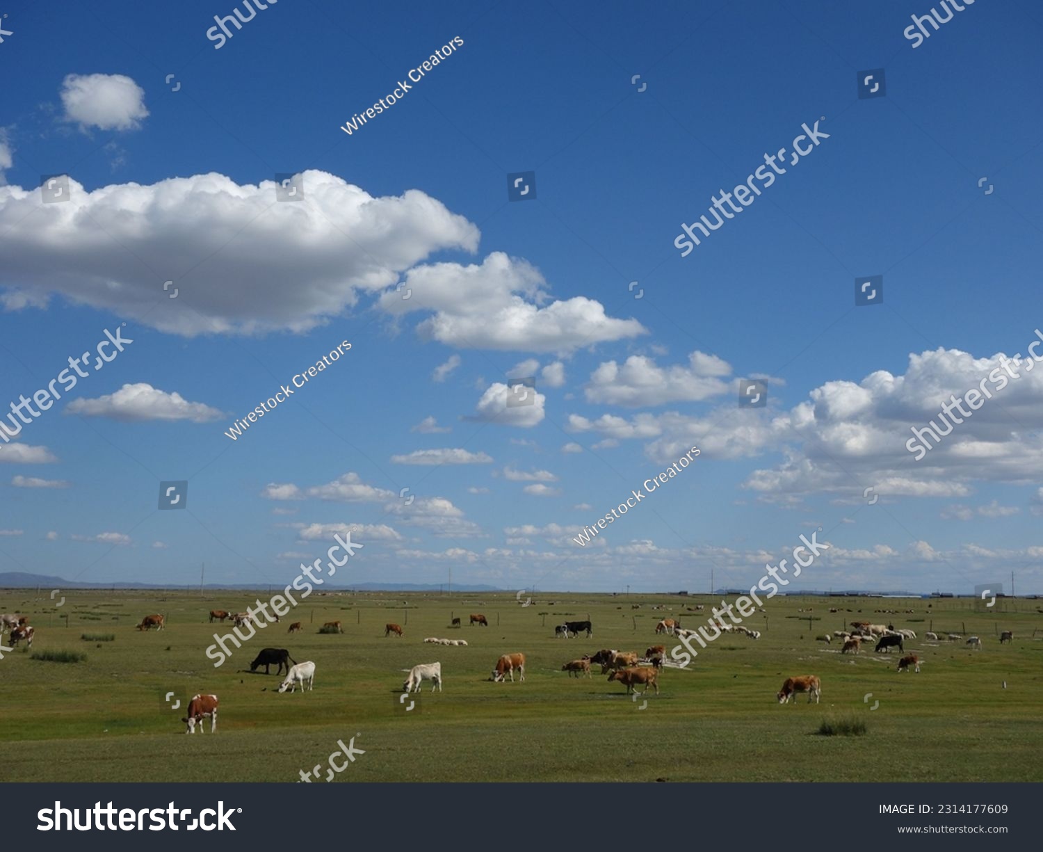 A distant shot of cattle grazing in a green steppe under the clouds and blue sky #2314177609
