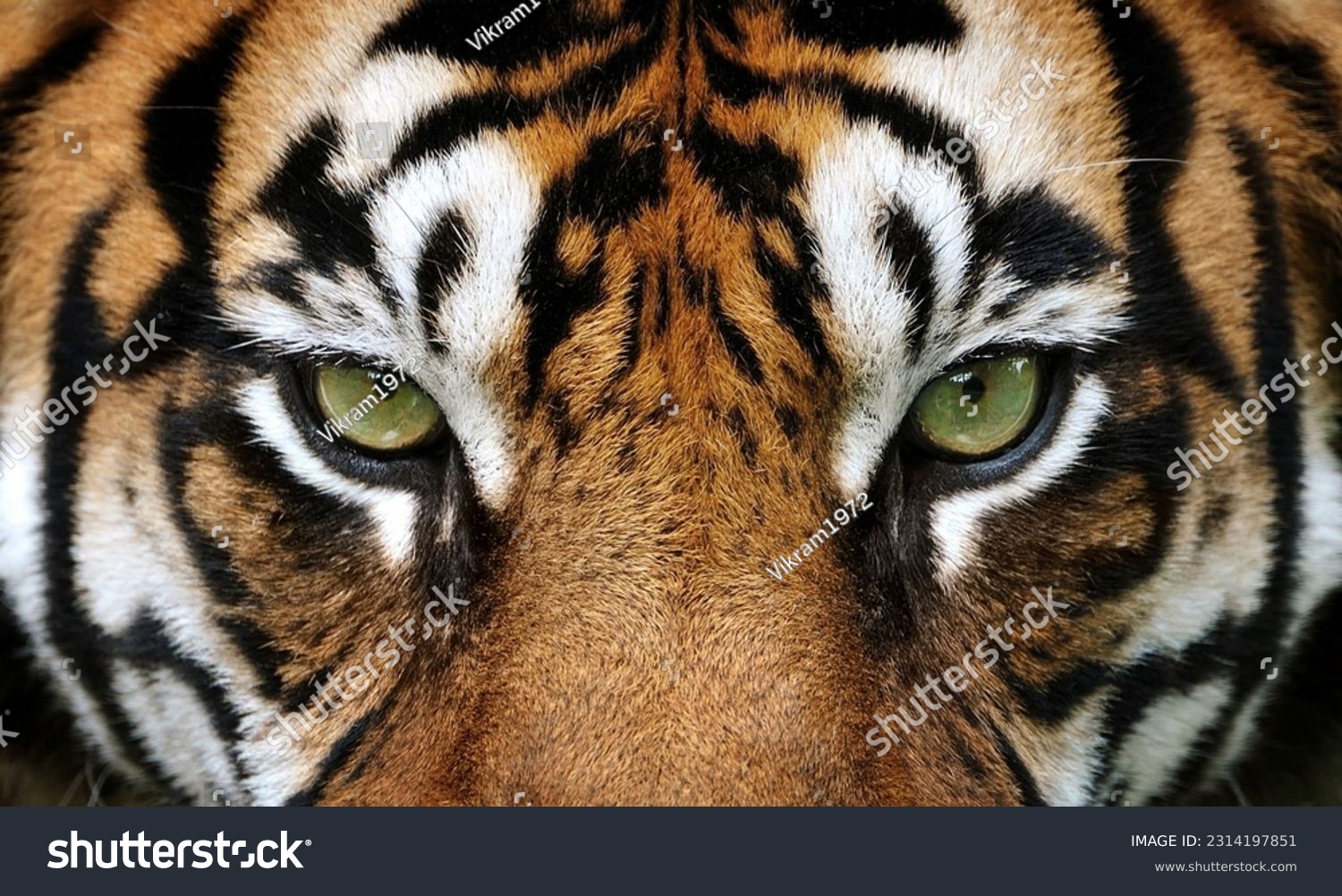 close up of a tiger #2314197851