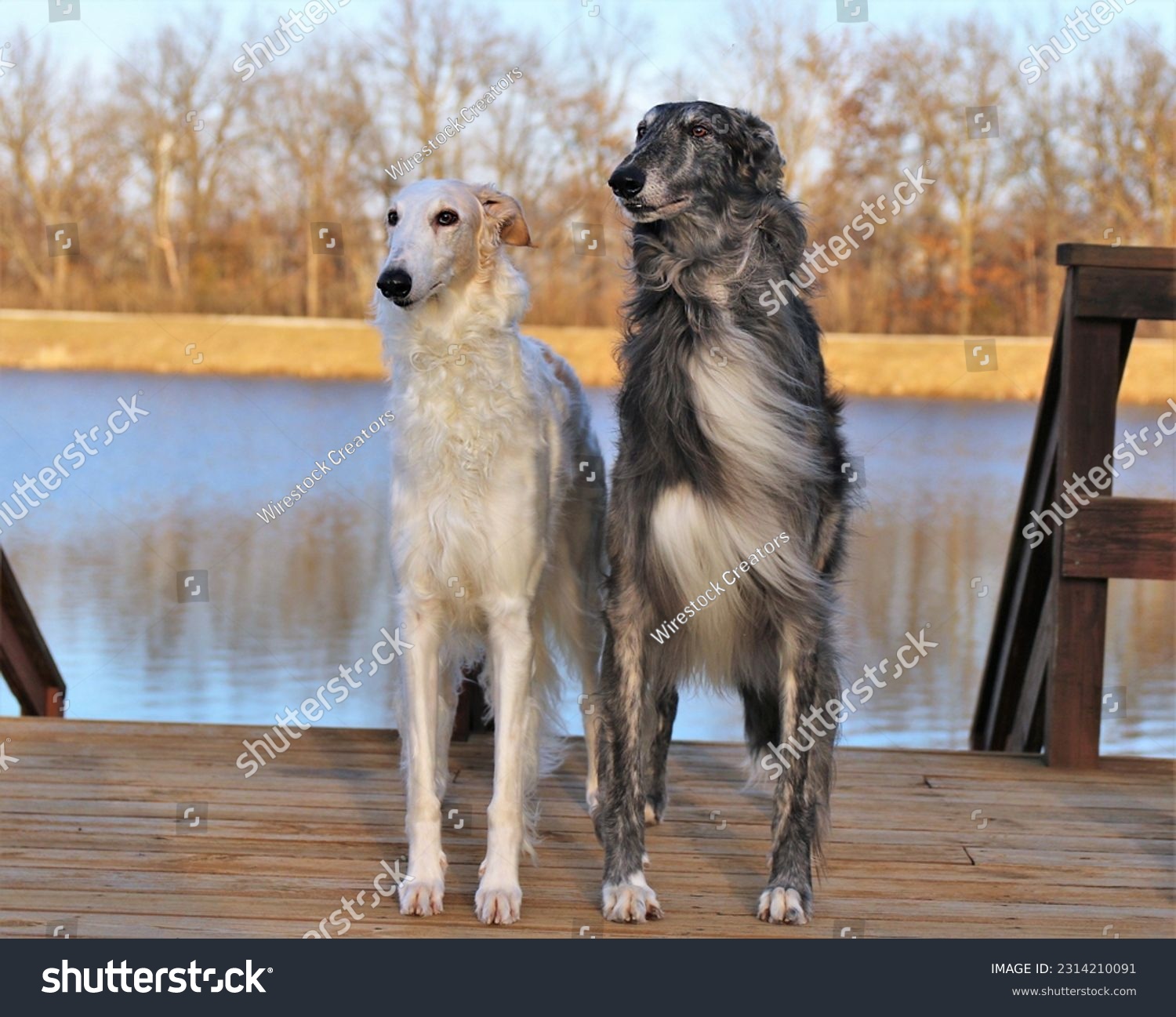 An outdoor scene of two Borzoi dogs against a tranquil body of water standing on a wooden dock #2314210091