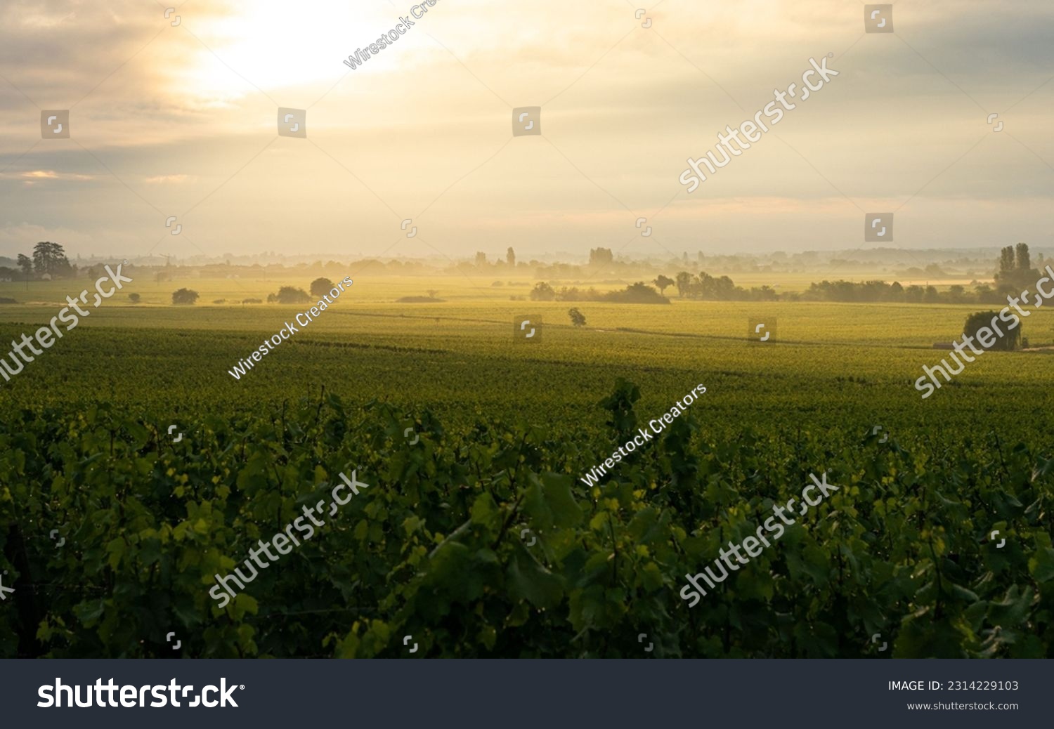 A scenic shot of green Genevrieres vineyards under the glowing sky in Meursault, Burgundy, France #2314229103
