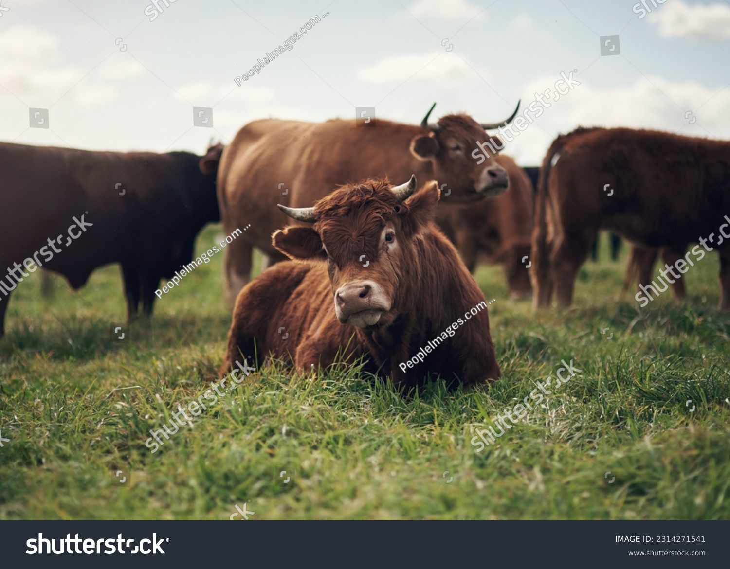 Cow, agriculture and farm landscape with grass, field of green and calm countryside nature. Cattle, sustainable farming and animals for beef industry, meat or cows on pasture, meadow or environment #2314271541