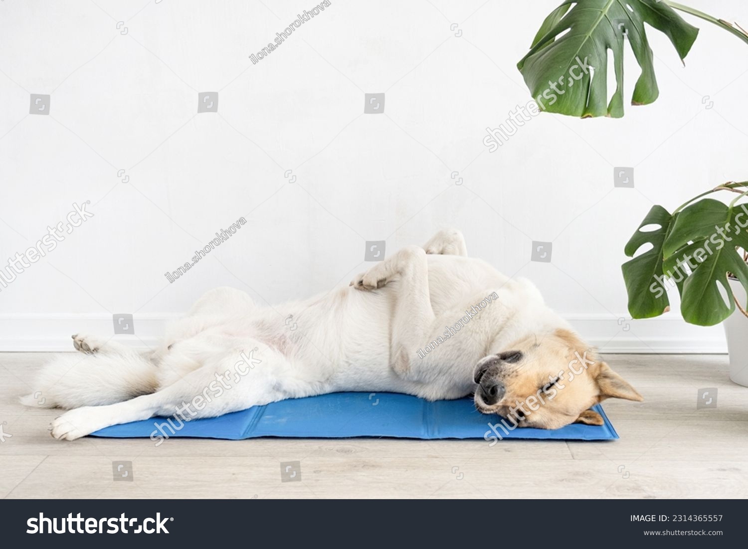 Pet care. Cute relaxed mixed breed dog lying on cool mat in hot day , white wall background, summer heat. Copy space #2314365557