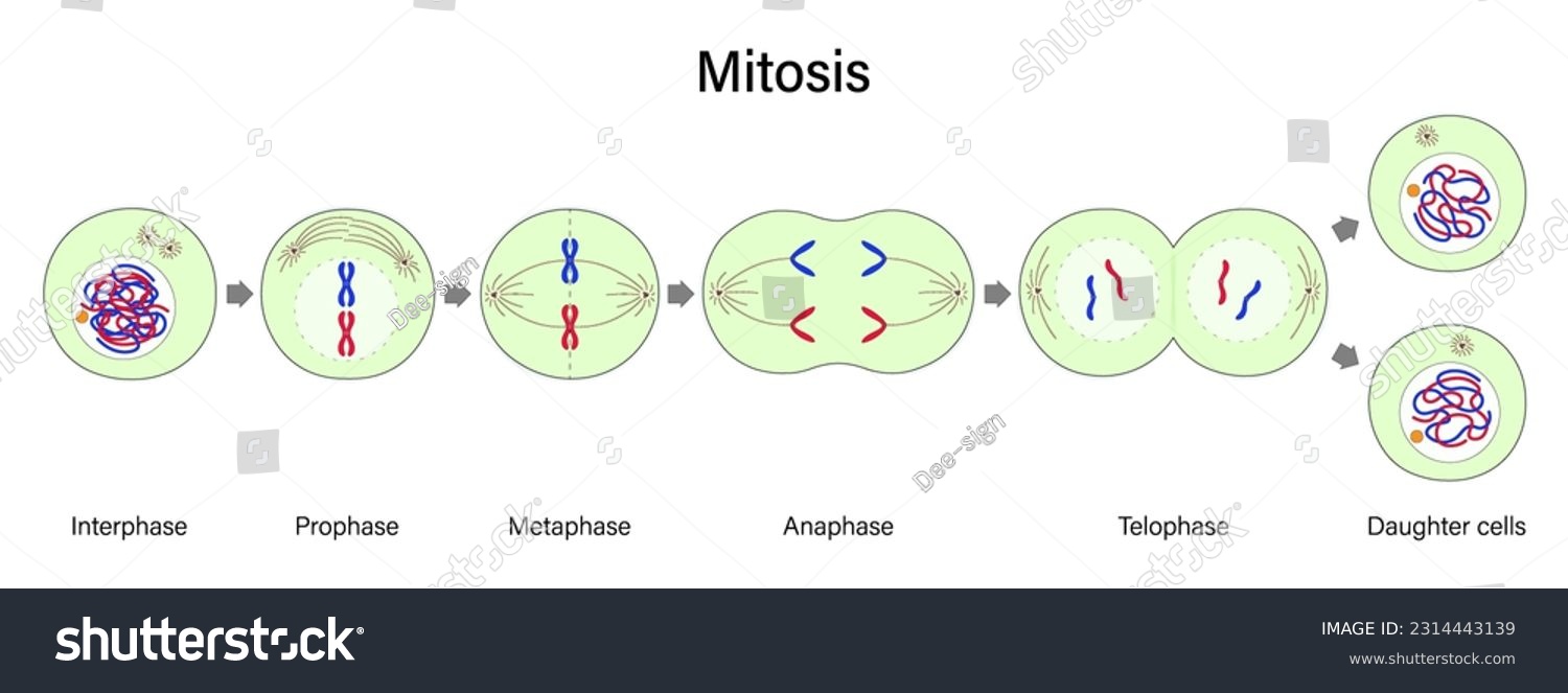 Diagram of Mitosis vector. Prophase, Metaphase, - Royalty Free Stock ...