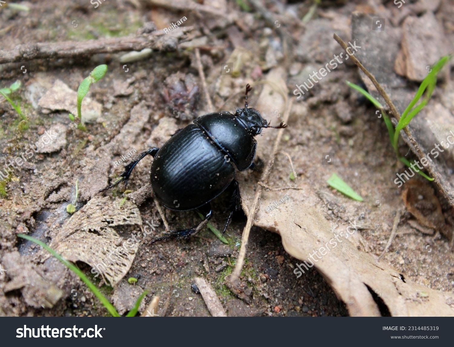 Anoplotrupes stercorosus , dor beetle,dor beetle, animal, animal forest, anoplotrupes stercorosus, beetle insect, beets, black, closeup, dung beetle, environment, fauna, forest, garden, insect, macro, #2314485319