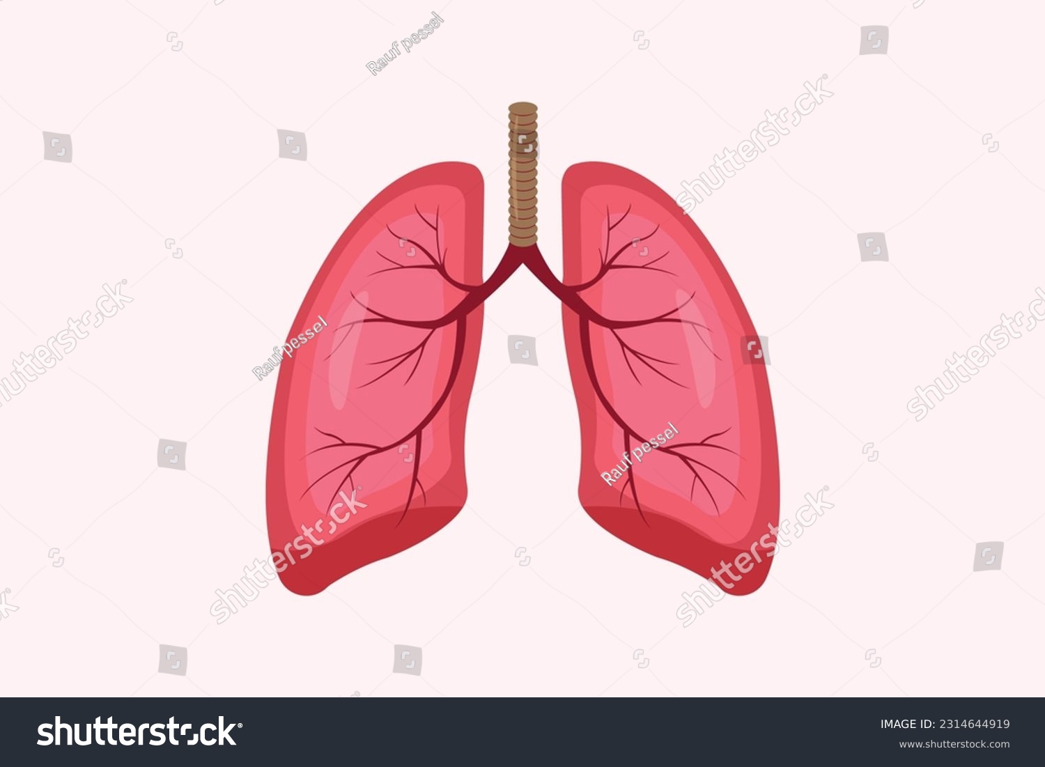 Illustration Of Humans Lung Isolated On White Royalty Free Stock