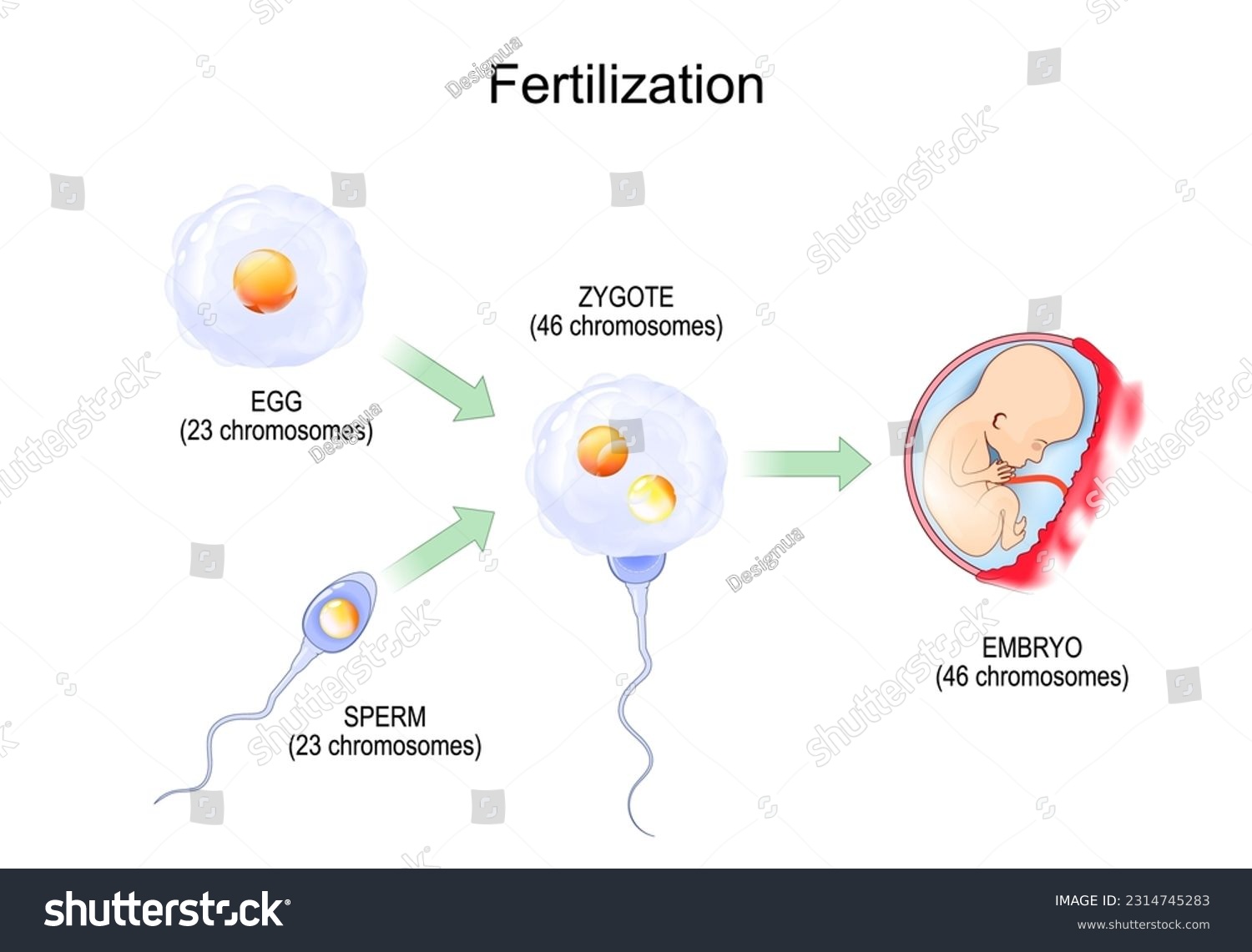 Fertilization. Fertilisation. Zygote is egg plus - Royalty Free Stock ...