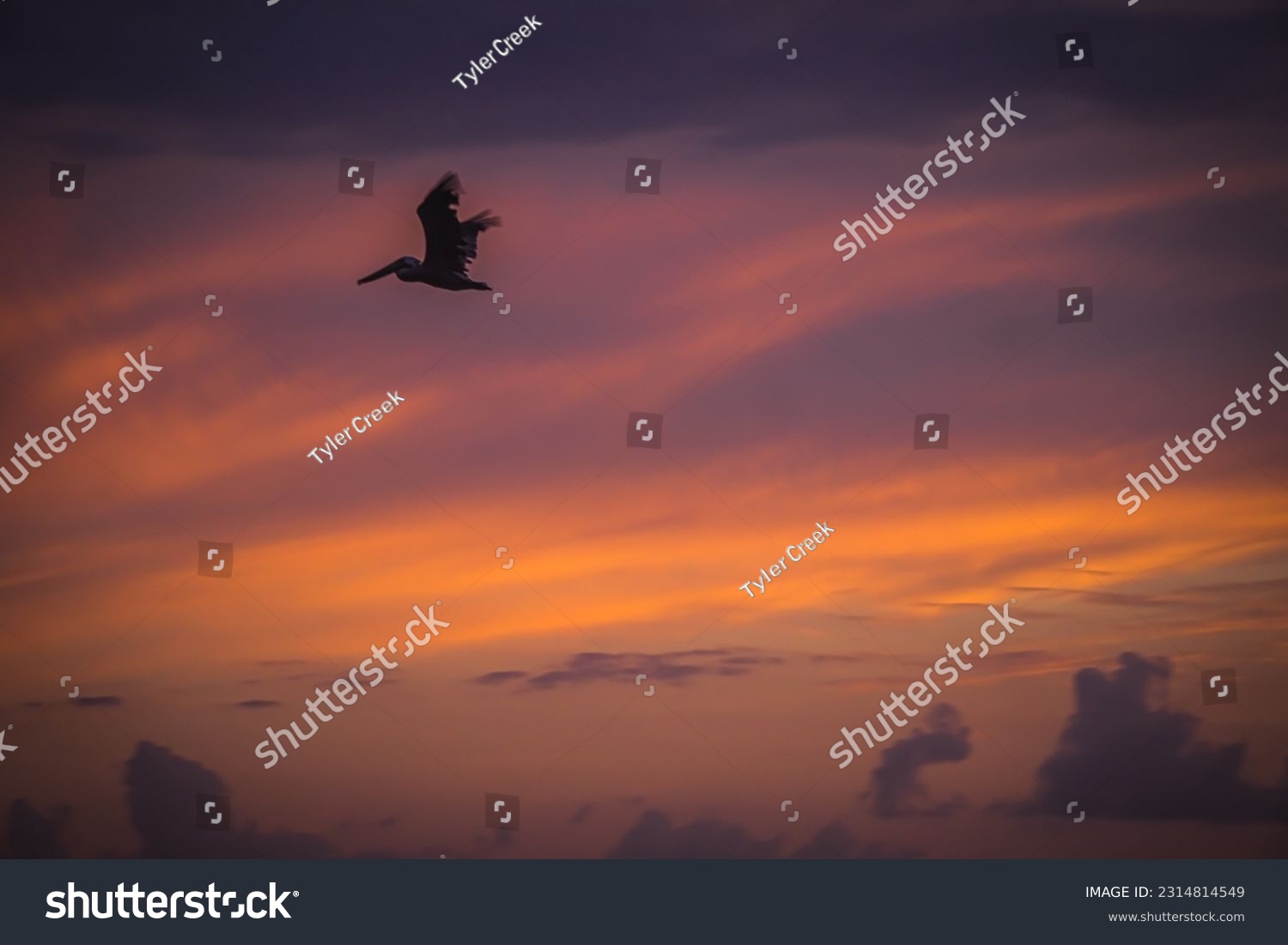 Pelican flying over ocean at sunset #2314814549
