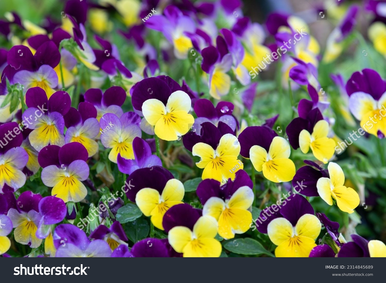 A viola pansy found in the botanical garden. viola tricolor, little pansy #2314845689