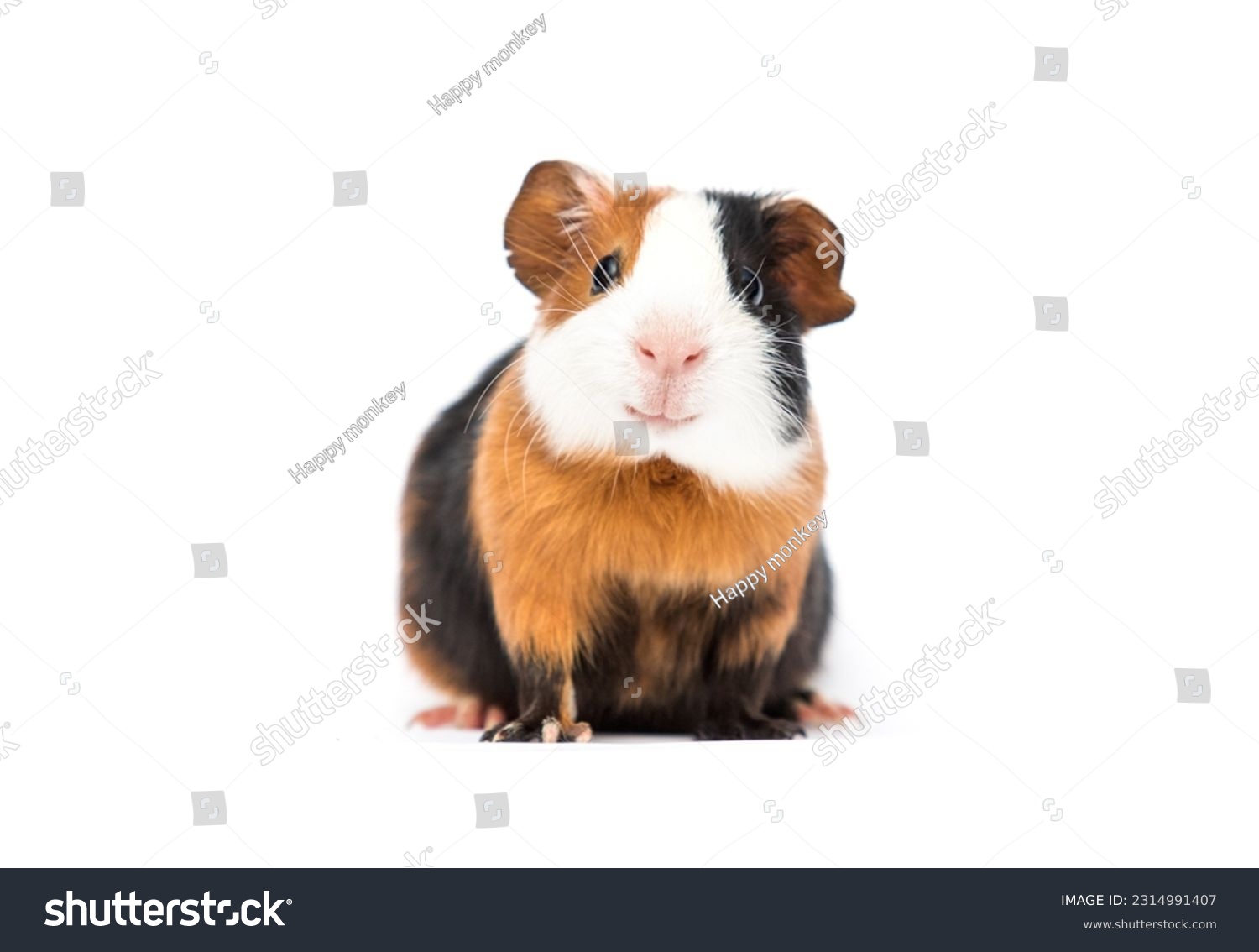 funny guinea pig smiling on white background #2314991407