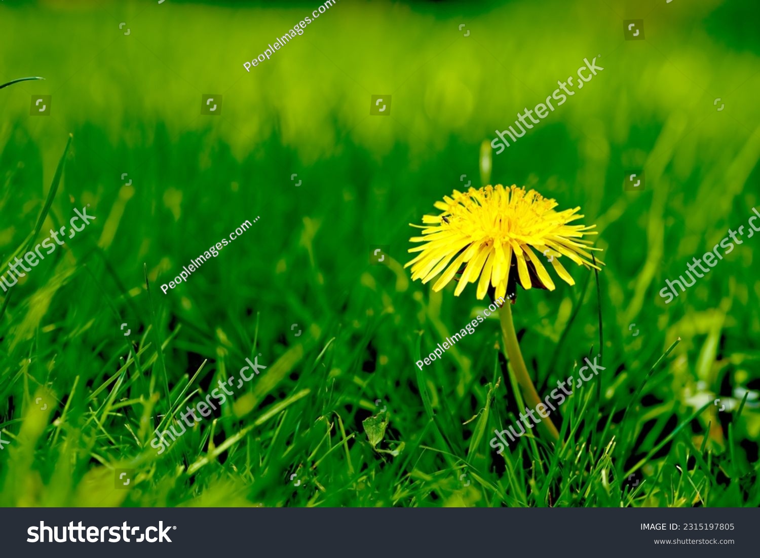 Nature, grass and yellow dandelion in field for natural beauty, spring mockup and blossom. Countryside, plant background and closeup of flower for environment, ecosystem and fauna and flora in meadow #2315197805