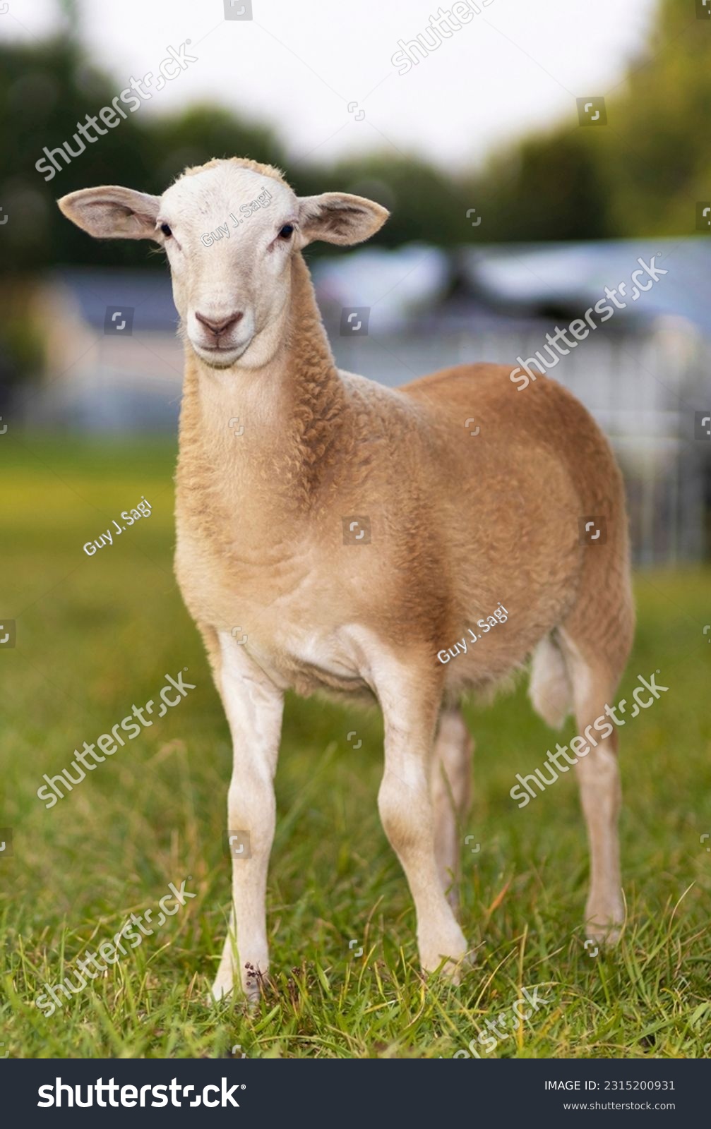 Beige Katahdin sheep lamb standing on a green field #2315200931