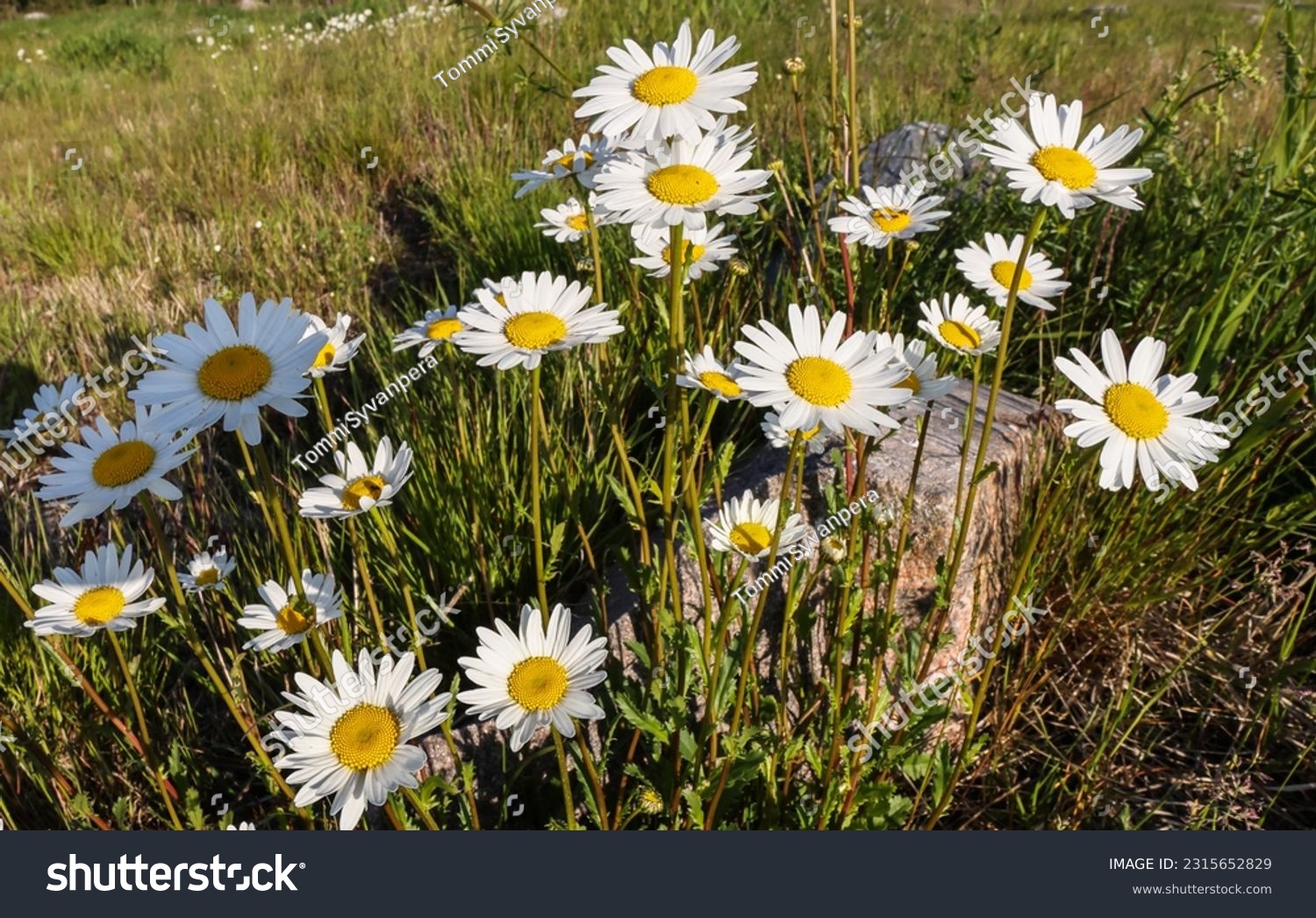 Dog daisies flowering in The meadow #2315652829