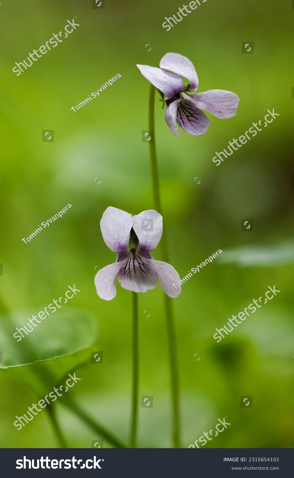 Alpine marsh violet flowering in summer  #2315654103