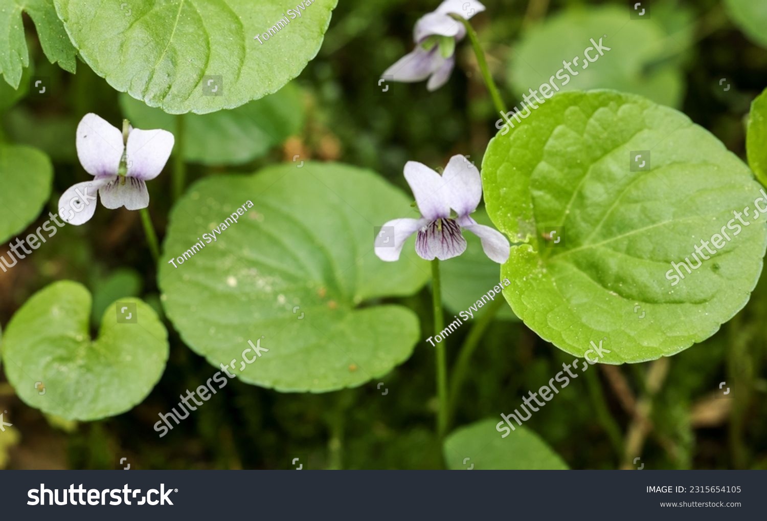 Alpine marsh violet flowering in summer  #2315654105