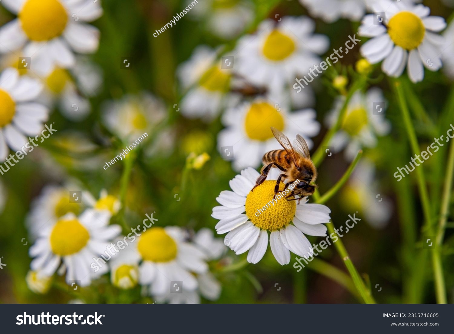 Macro of a honey bee (apis mellifera) sitting on a chamomile blossom; pesticide free environmental protection save the bees biodiversity concept; #2315746605
