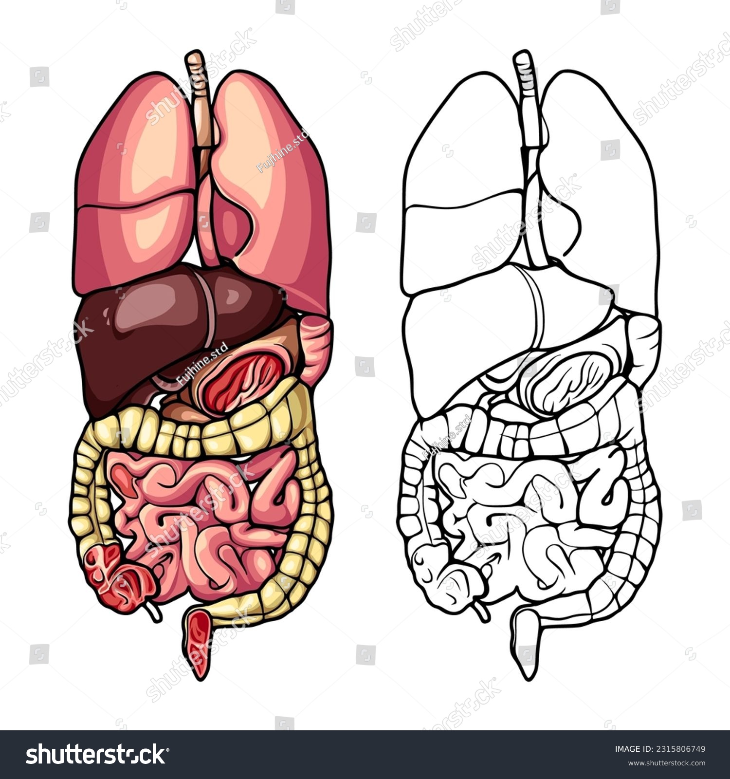 Body Organs In The Human Body Royalty Free Stock Vector 2315806749 