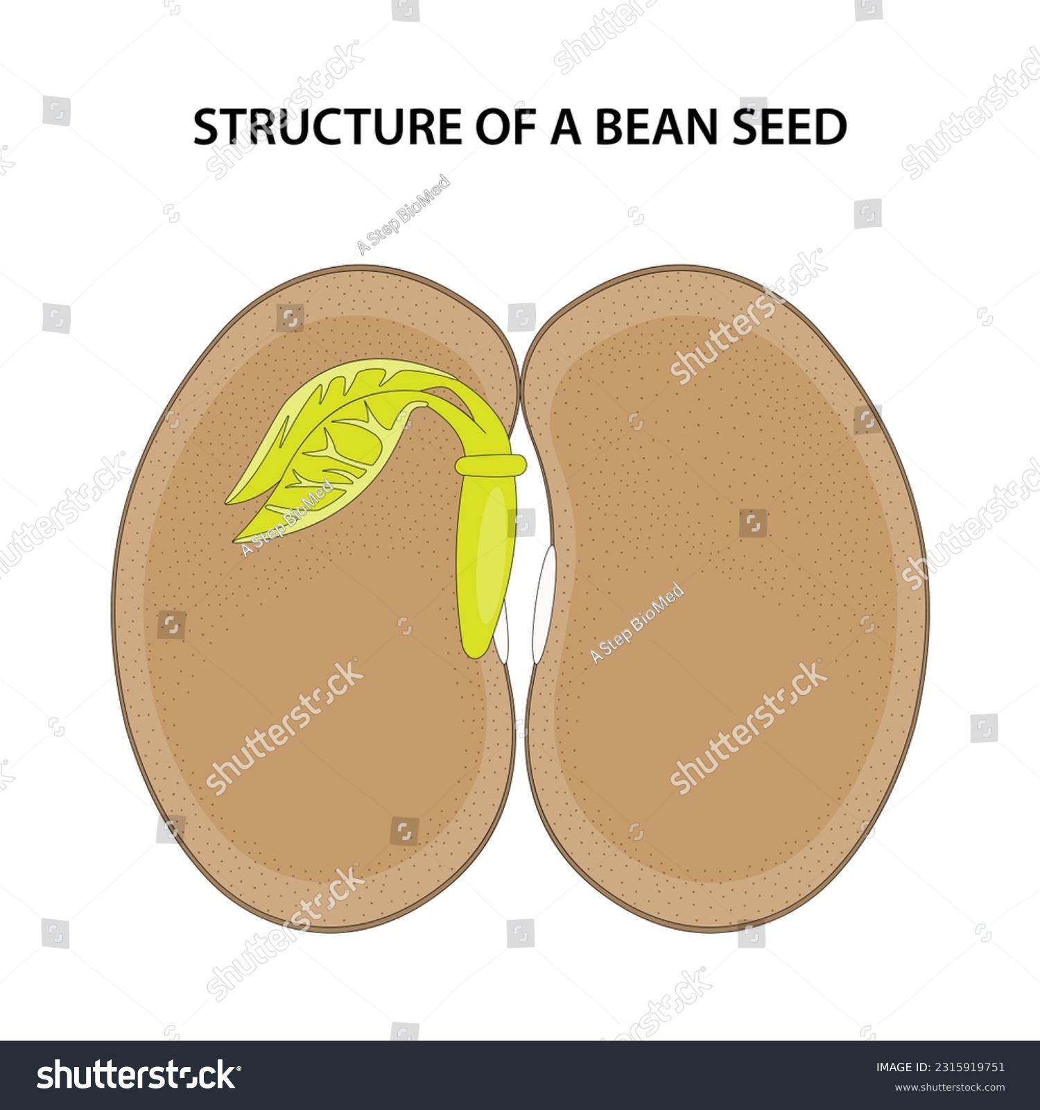 Structure of a Bean Seed. Diagram unlabelled. - Royalty Free Stock ...