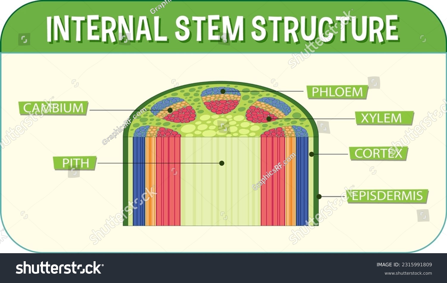 Internal structure of stem diagram illustration - Royalty Free Stock ...