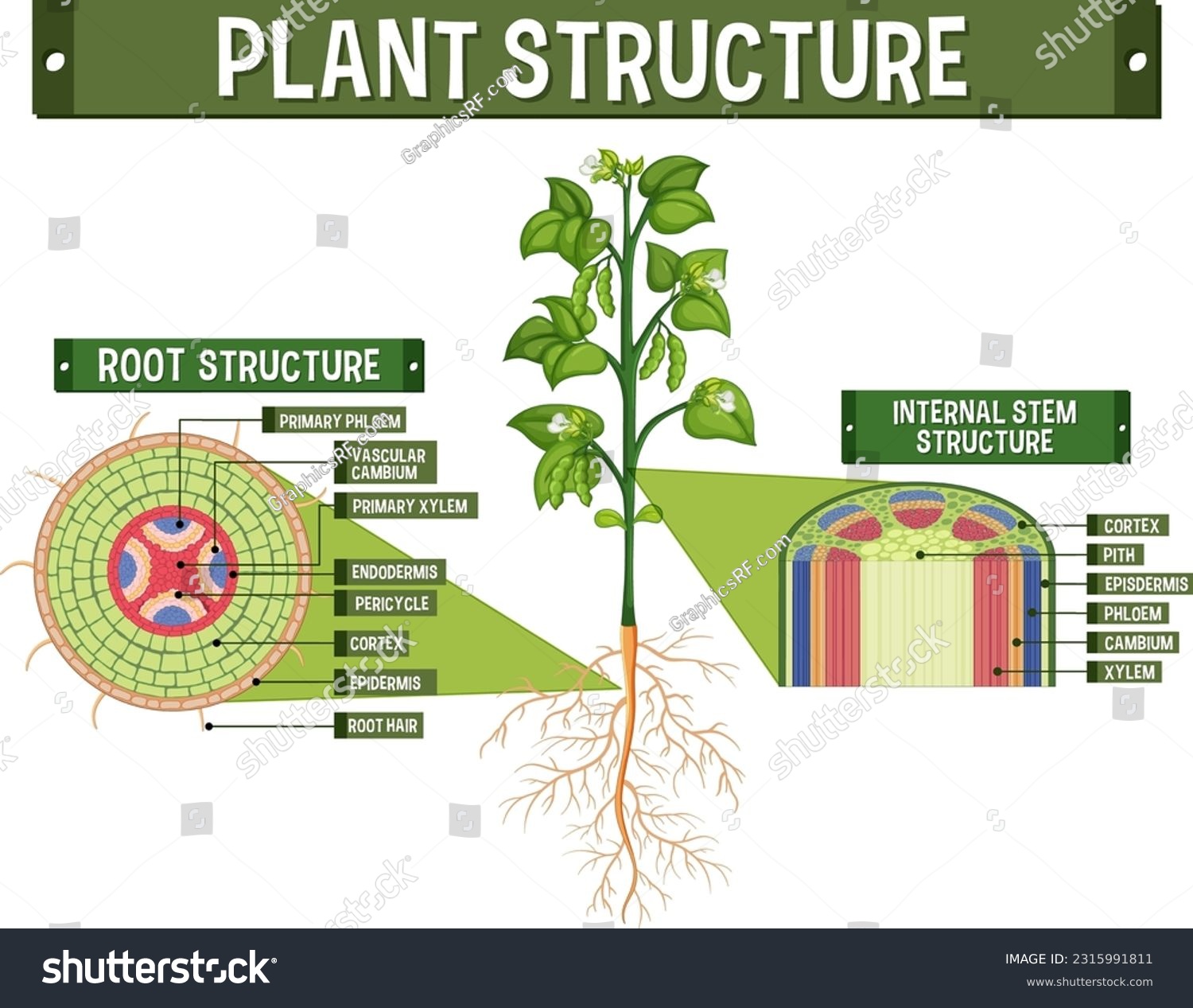 Internal structure of plant diagram illustration - Royalty Free Stock ...