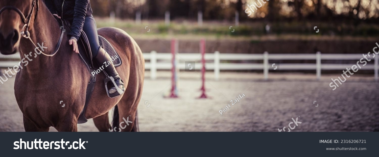 Happy horse rider patting horse. Parkour in the background. Equestrian theme. Copy space. #2316206721