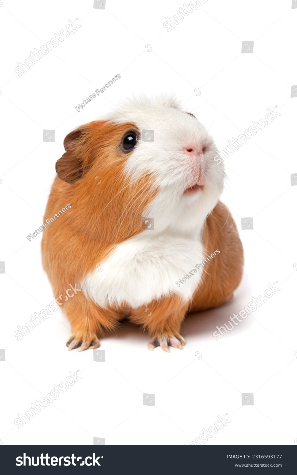 Single cute guinea Pig isolated on white background close up looking up #2316593177